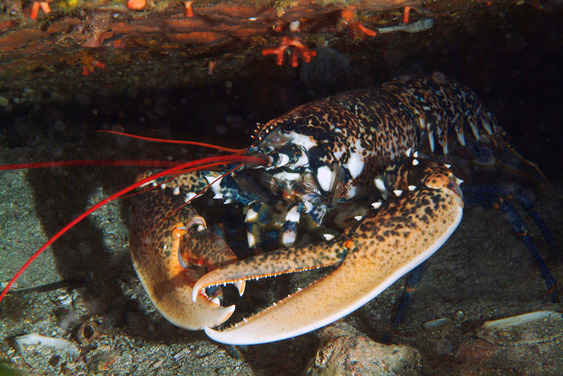 Homarus gammarus